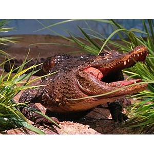 Alligator