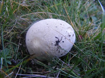 Bovist