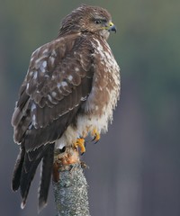 Bussard