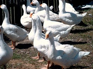 Gänse