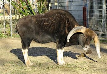 Gaur