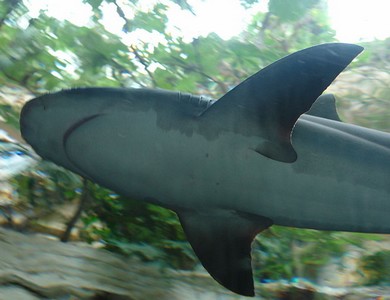 Hai