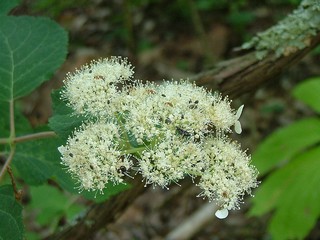 Hortensie