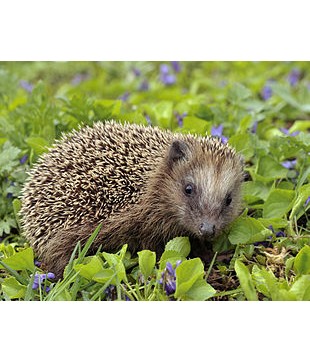 Igel