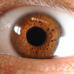 Iris