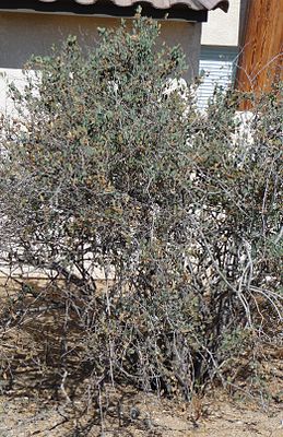 Jojoba