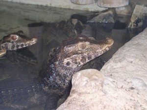 Kaiman