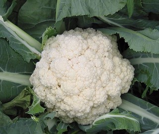 Kohl