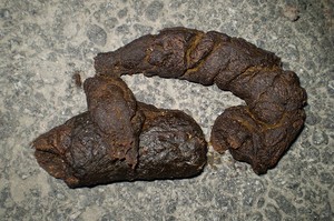 Kot