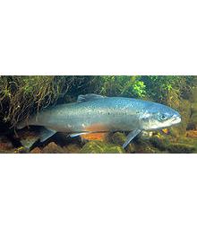 Lachs