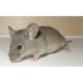 Maus
