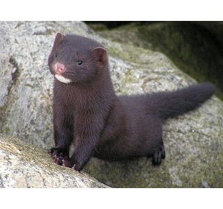 Mink