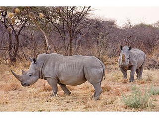 Nashorn