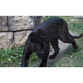 Panther