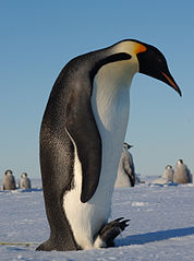 Pinguin
