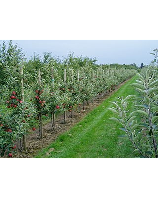 Plantage