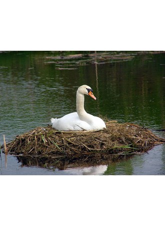 Schwan