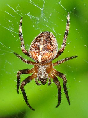 Spinne