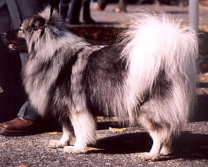 Spitz