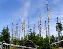 Waldsterben