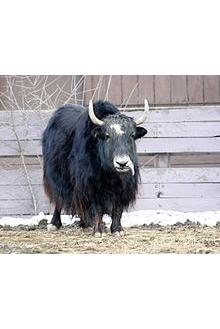 Yak